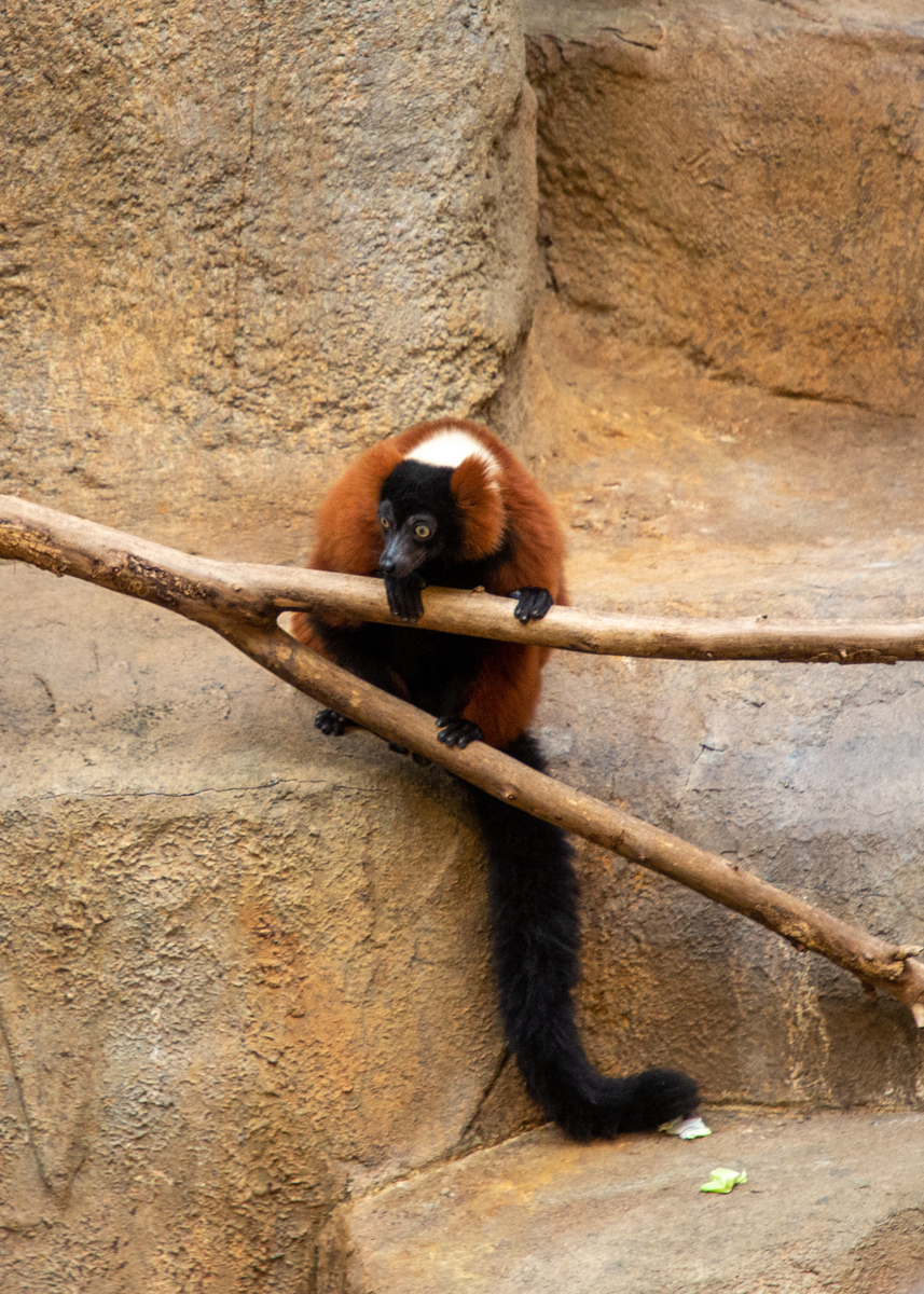 red lemur