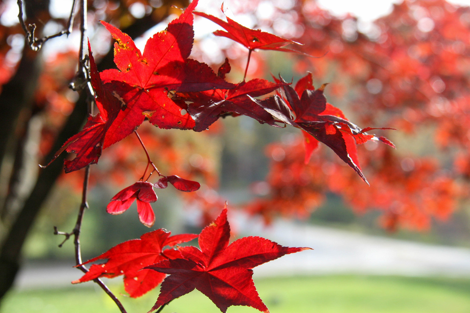 japanese maple