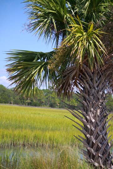 sc_palm tree_028