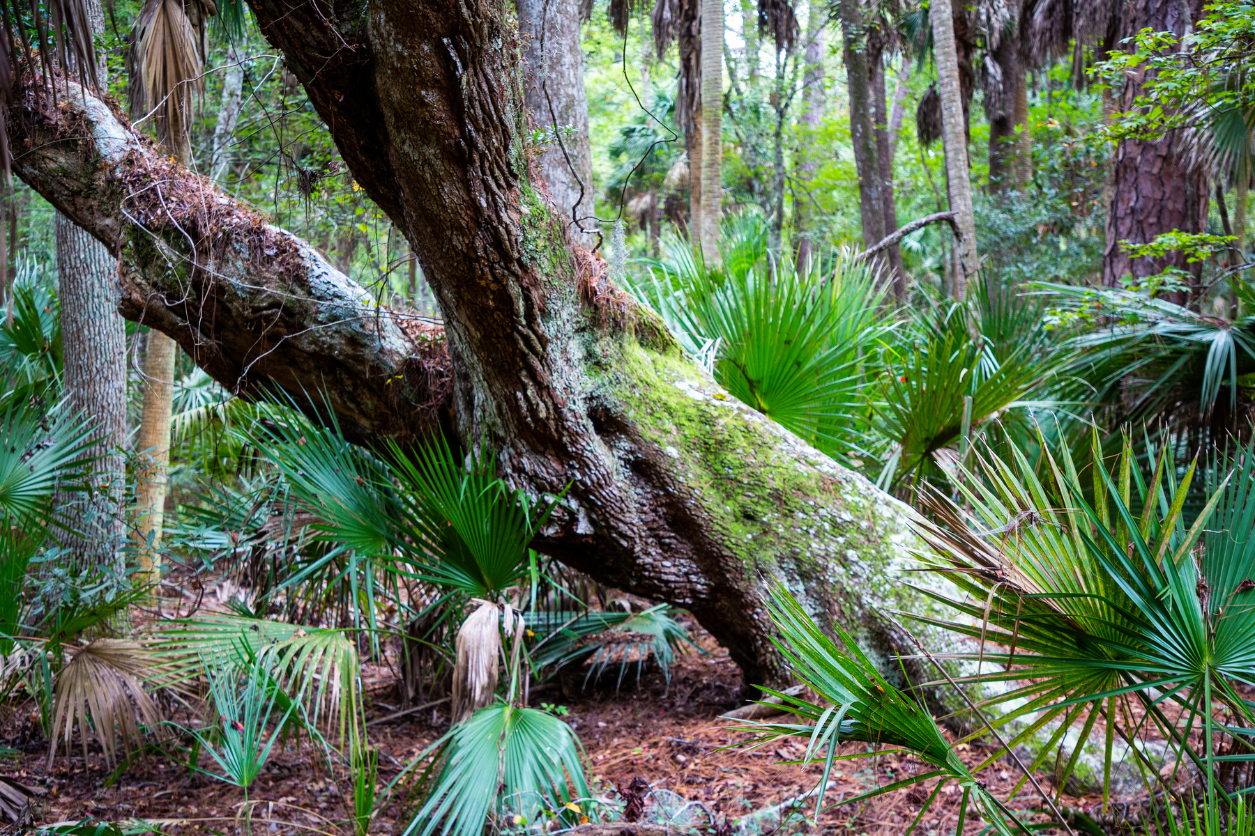 twisted tree