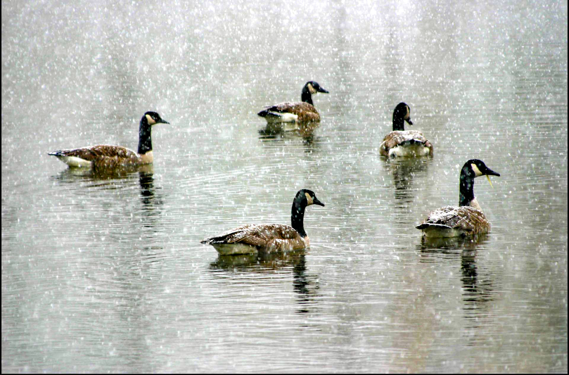 5 geese in the snow