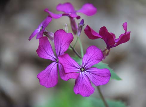 bpu_Geranium_6316