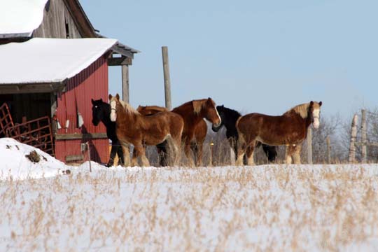 mi_snowy clydesdales_0911