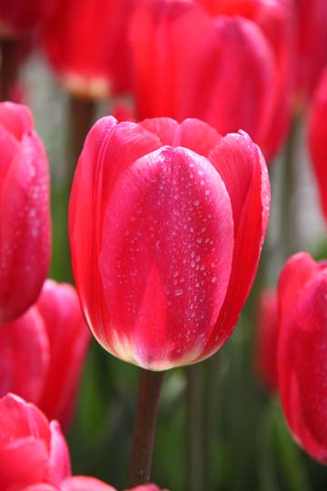 pin_Pink Tulip_0083