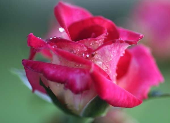 dewey rose_016