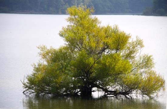 oh_tree in the water_109