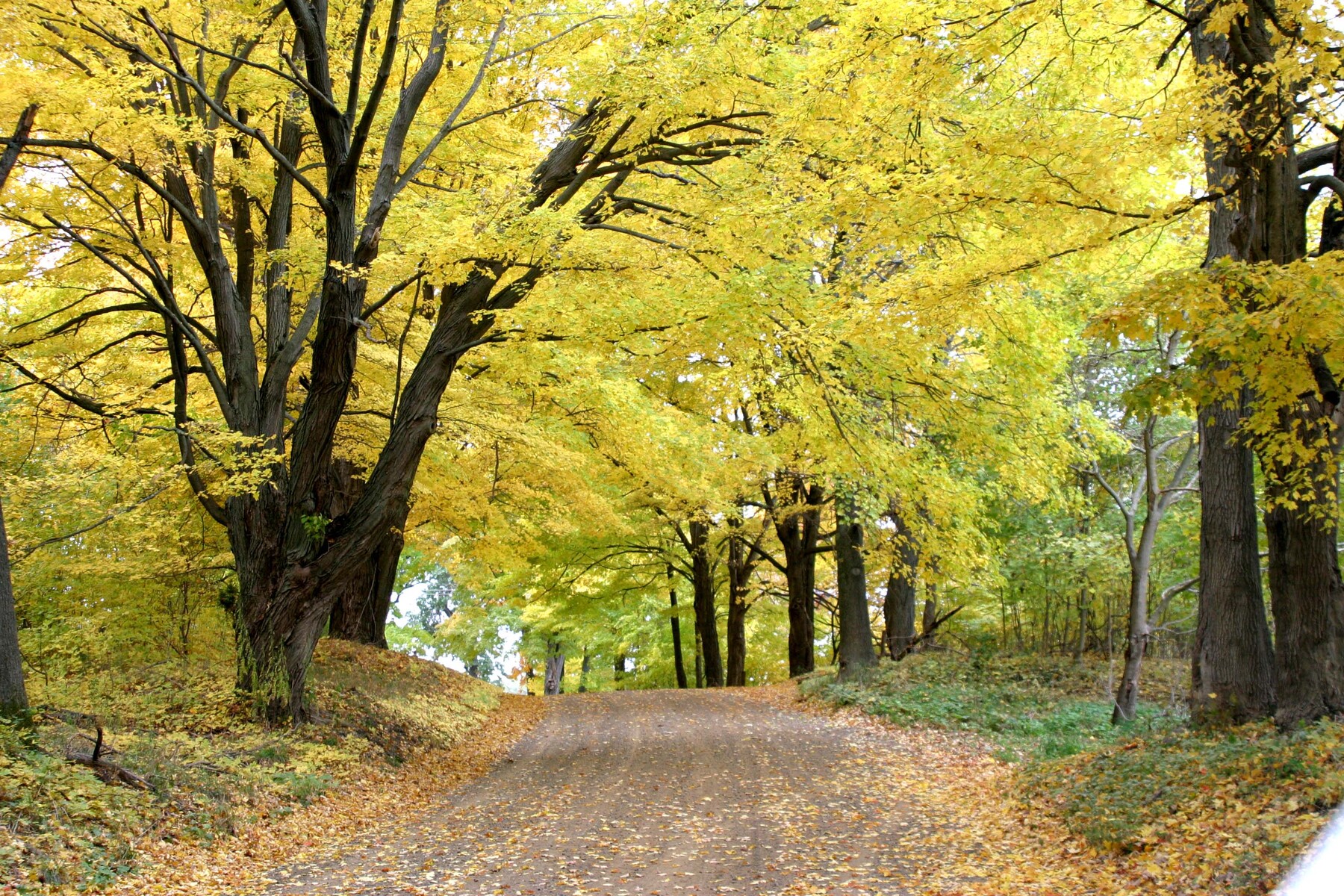 Warren Road in Fall