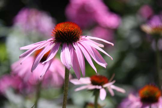 pin_coneflower_ 018