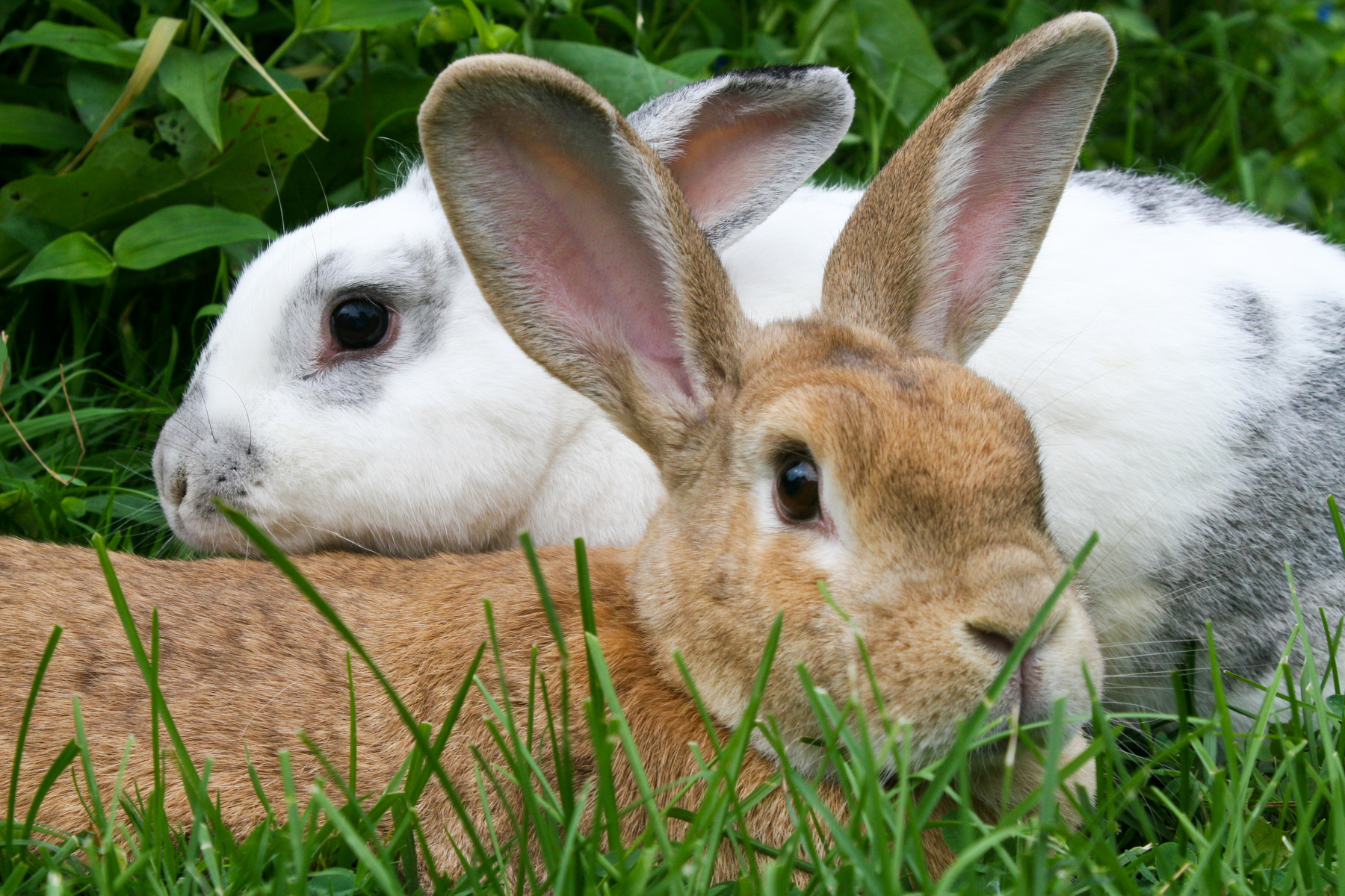 bunny marriage