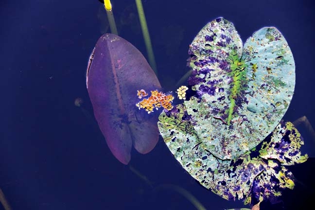 lilies underwater_083