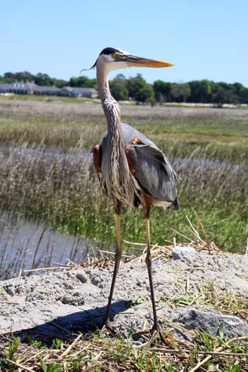 animal gallery -birds