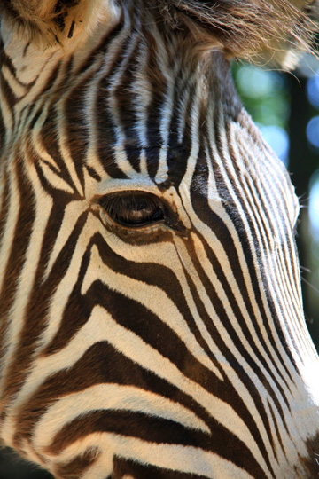 animals zoo gallery