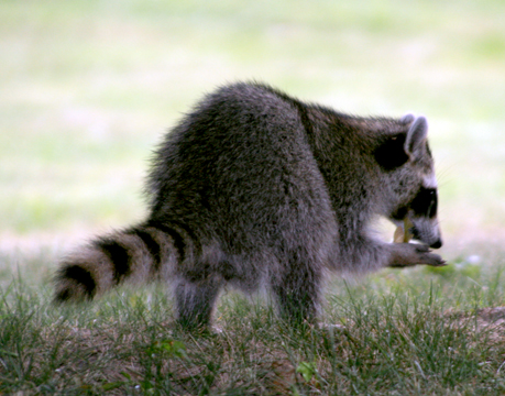 3_rac_raccoon_2489