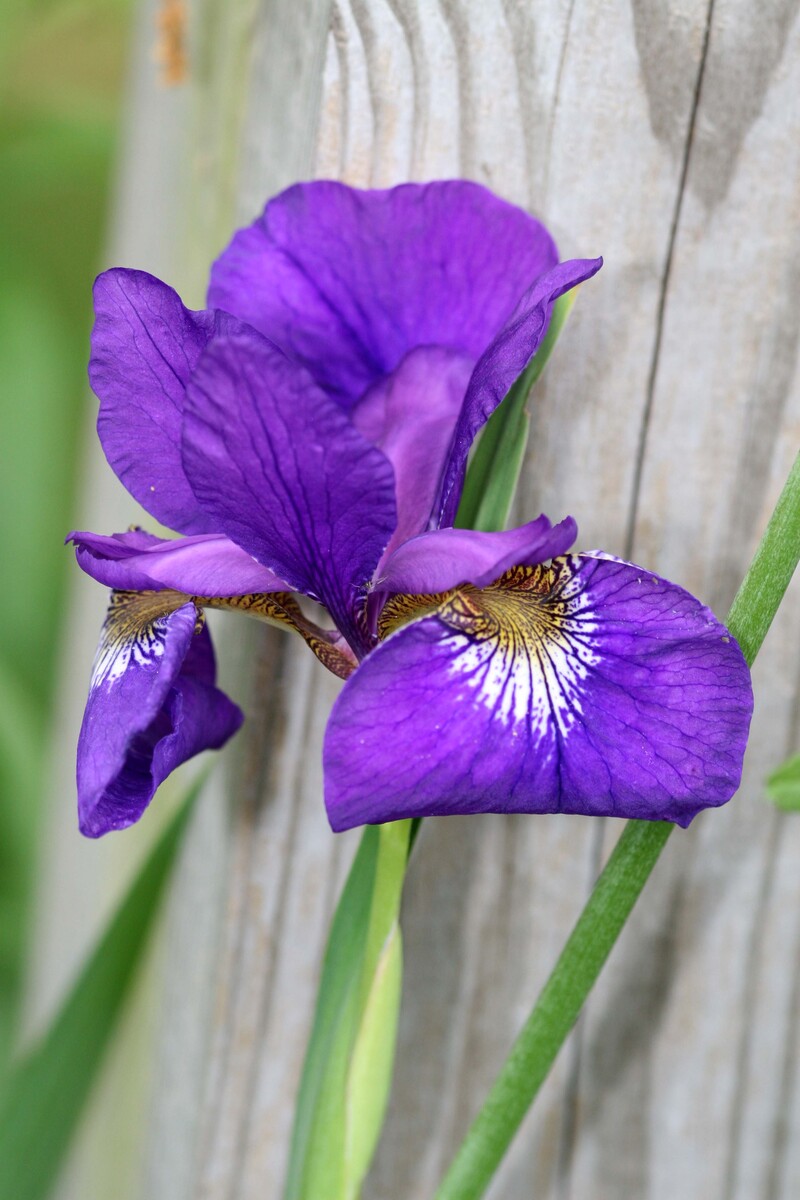 Iris on the fence post