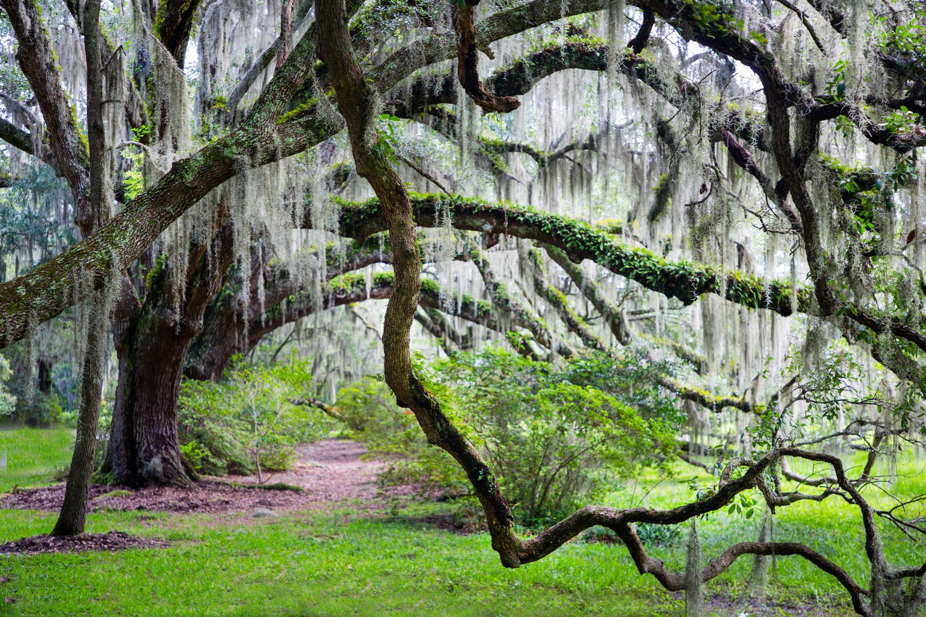 Live Oaks with spanish moss