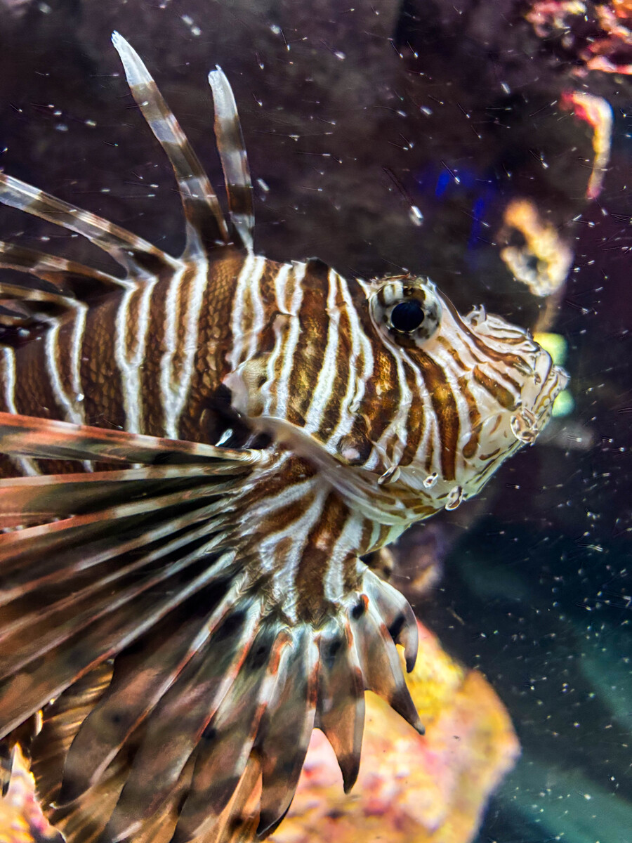 lion fish 2