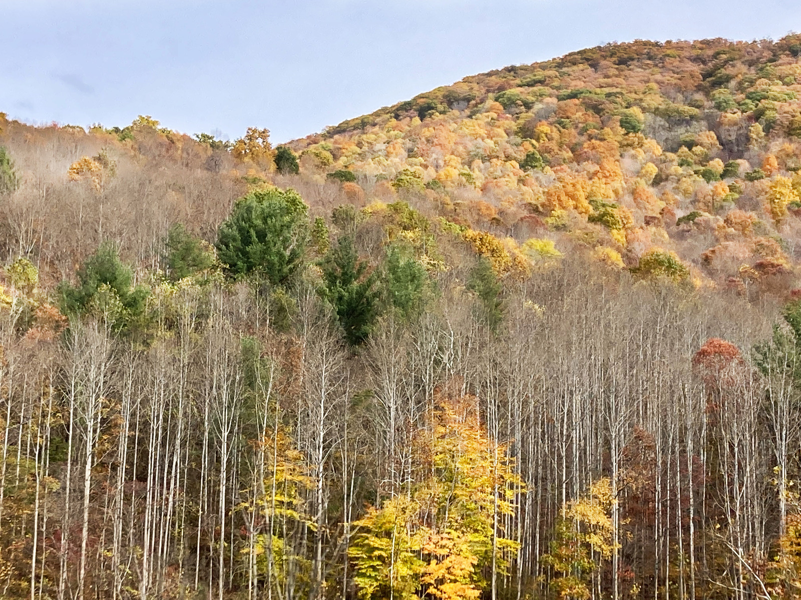 Virginia treetops