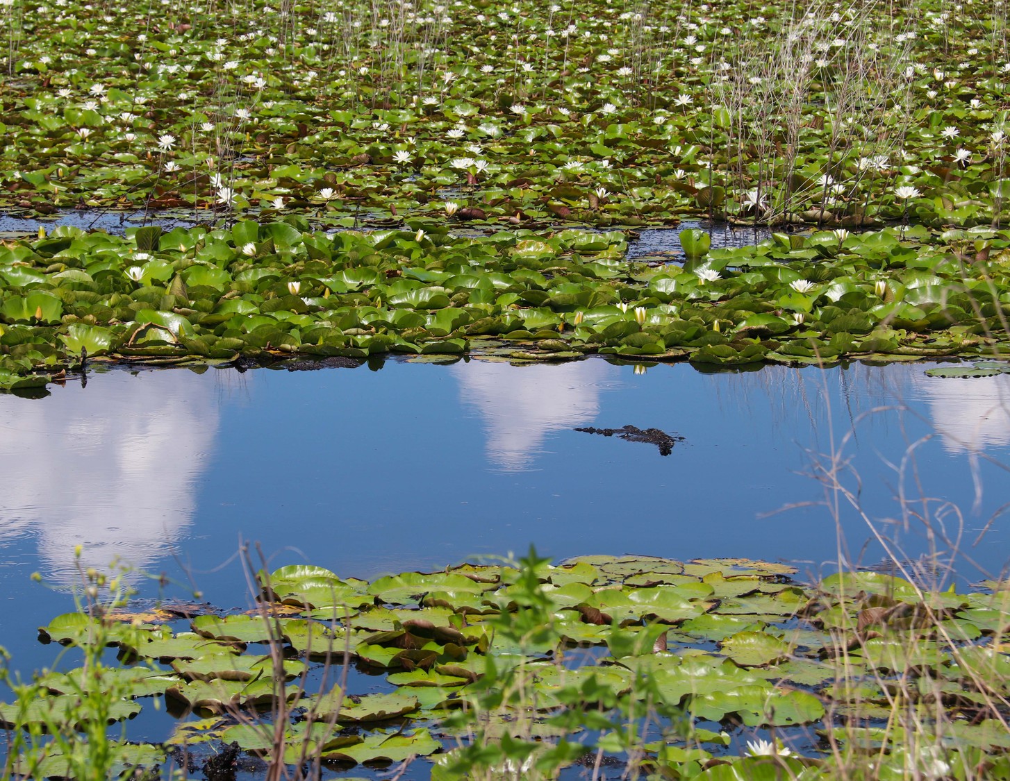 clouds in the lilies