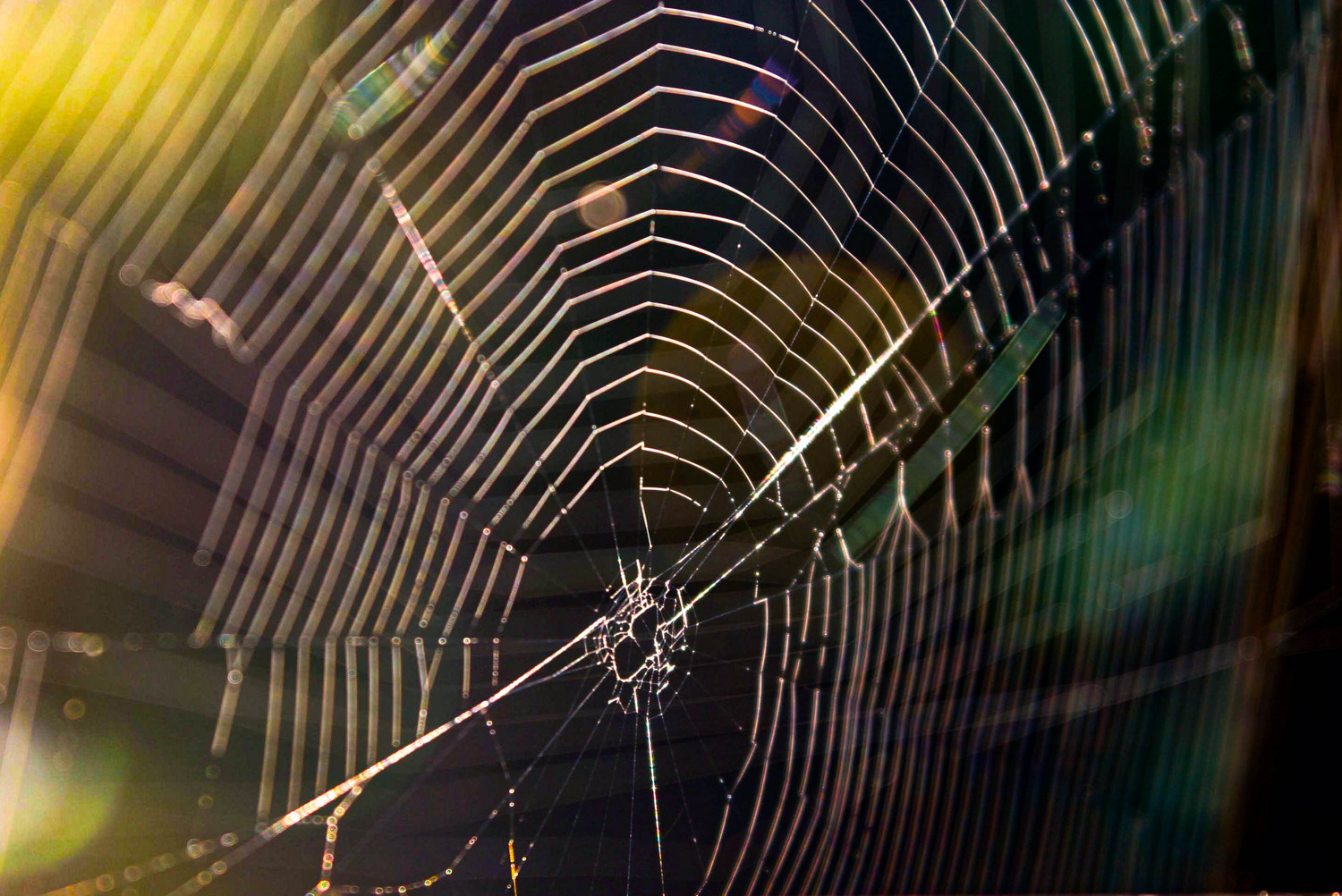 itsy bitsy spider web