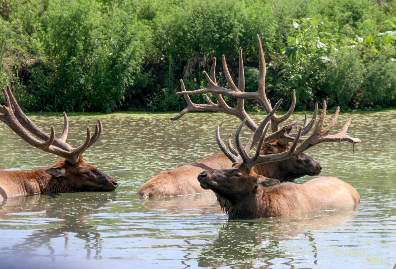 the wading elk