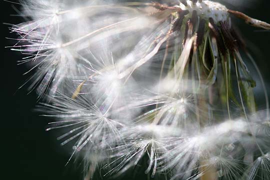 wh_silver dandilion_7091