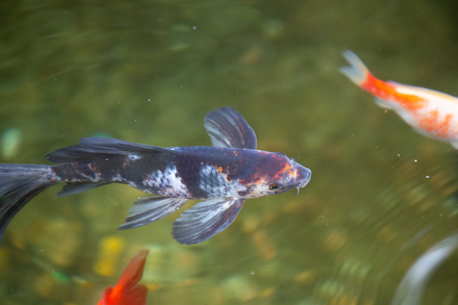 tricolored goldfish