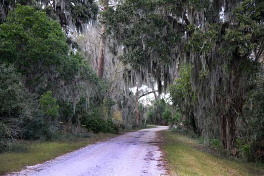 sc_spanish moss_117