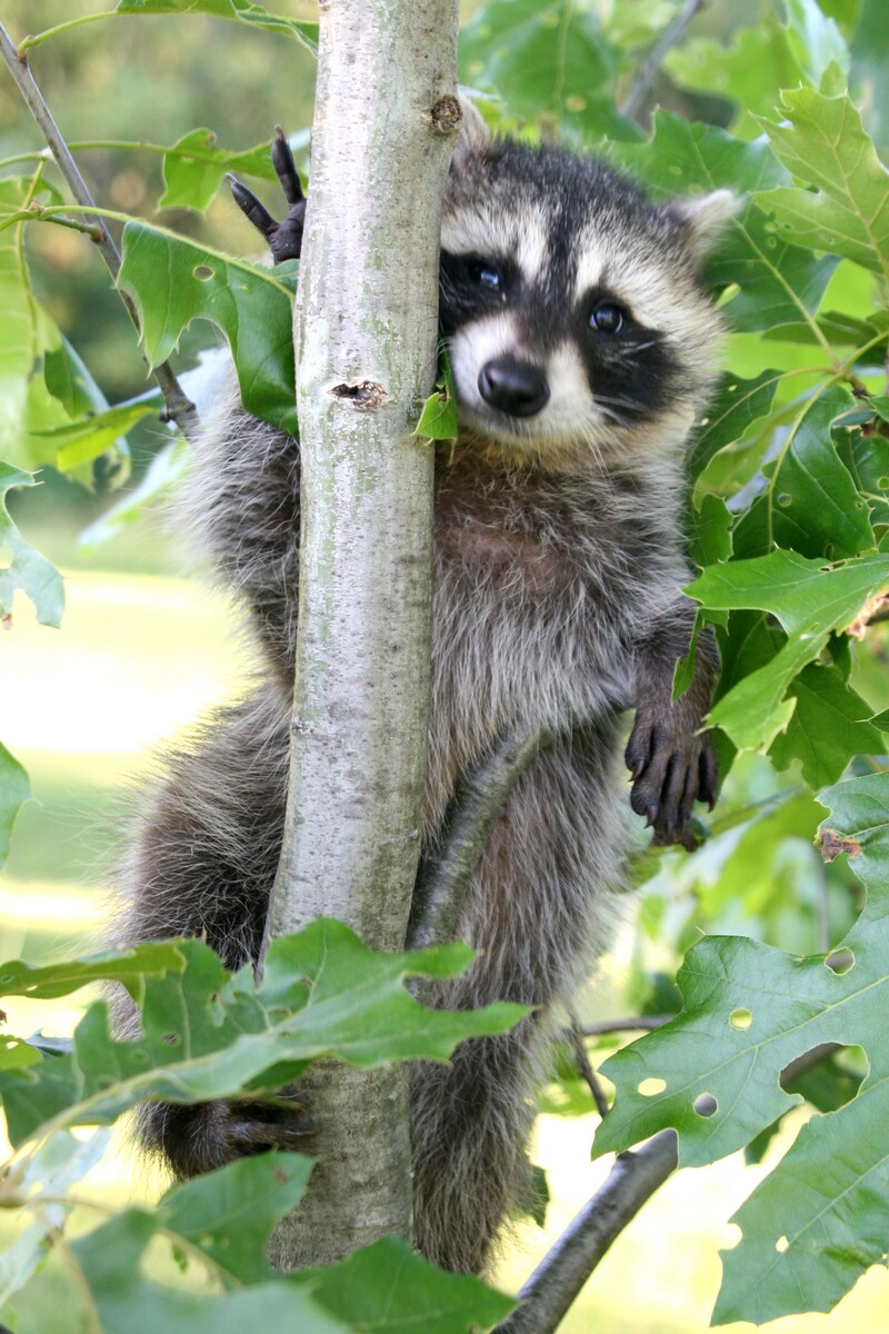 raccoon in tree