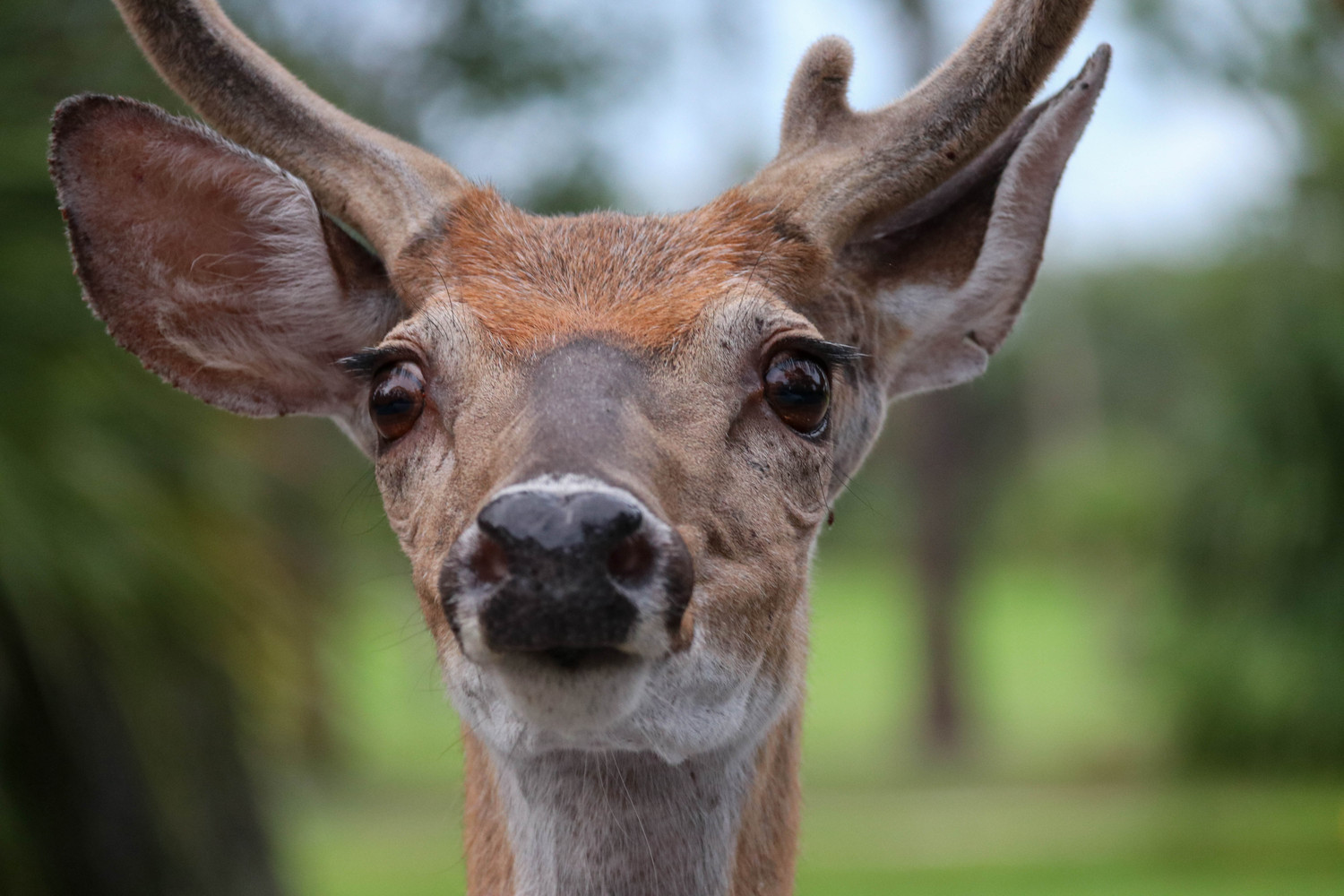 fripp deer