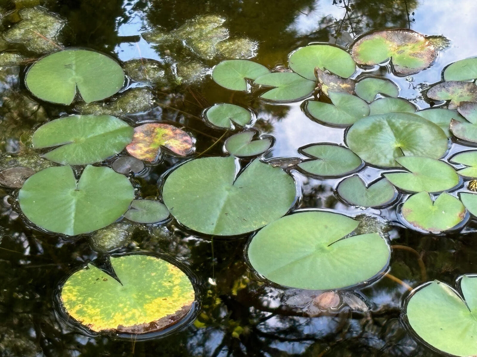 lily pads