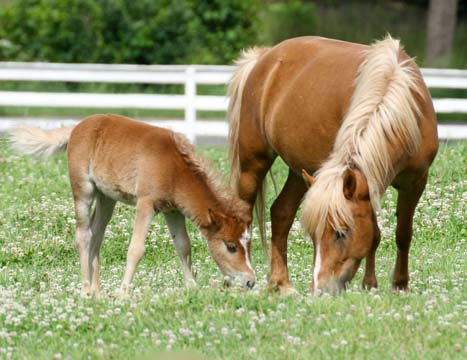 _ho_mom_and_colt