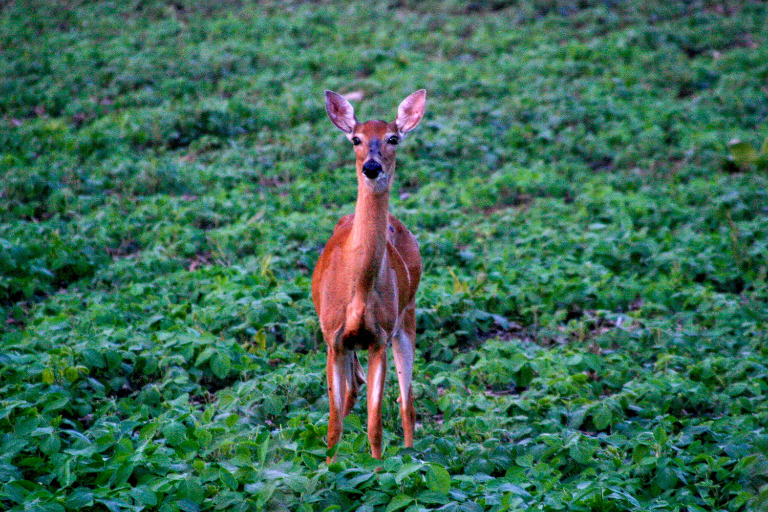 deer at sunset