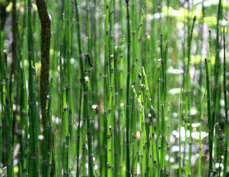 IA_Marsh Reeds3217