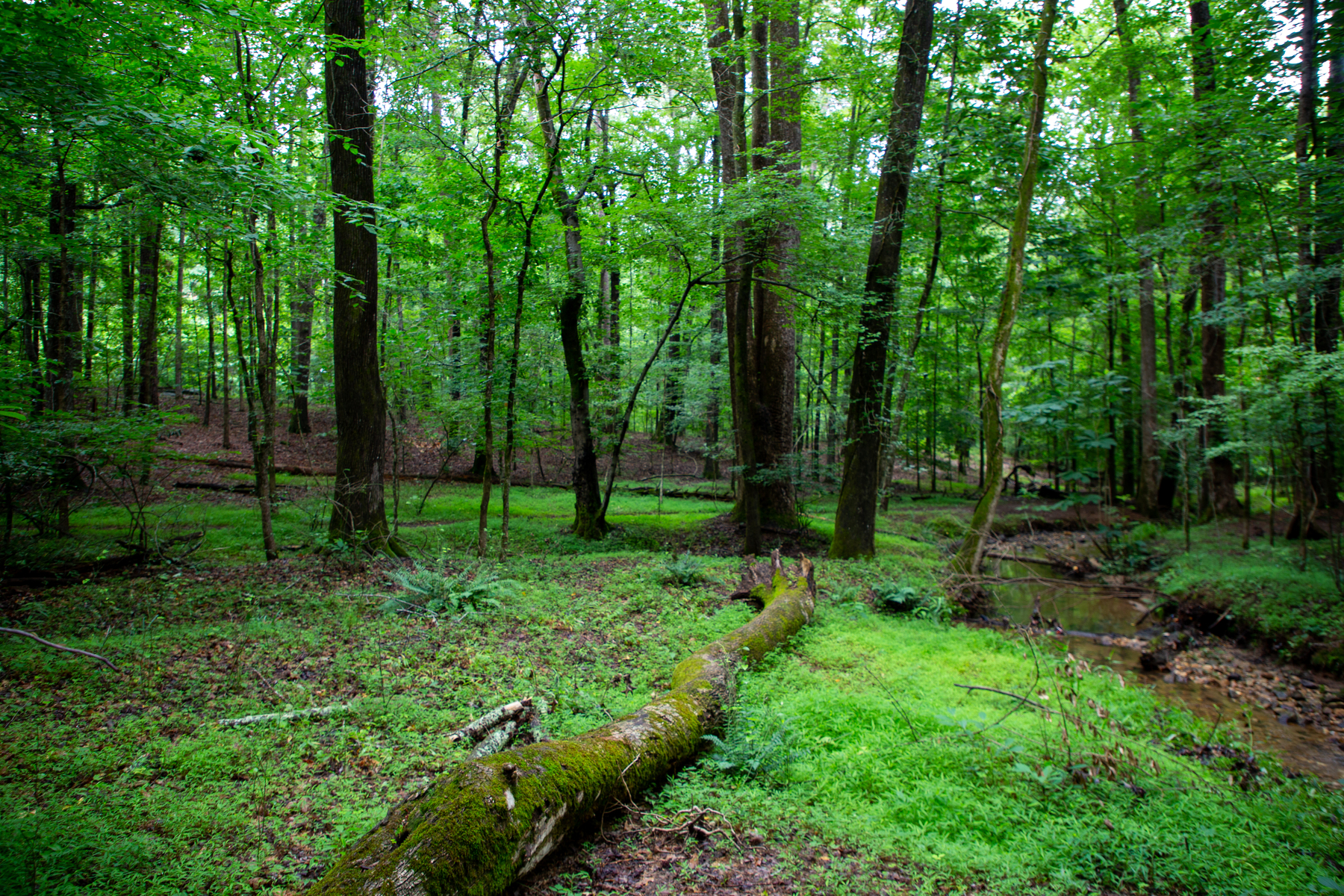 a thick woods in Stone mountain