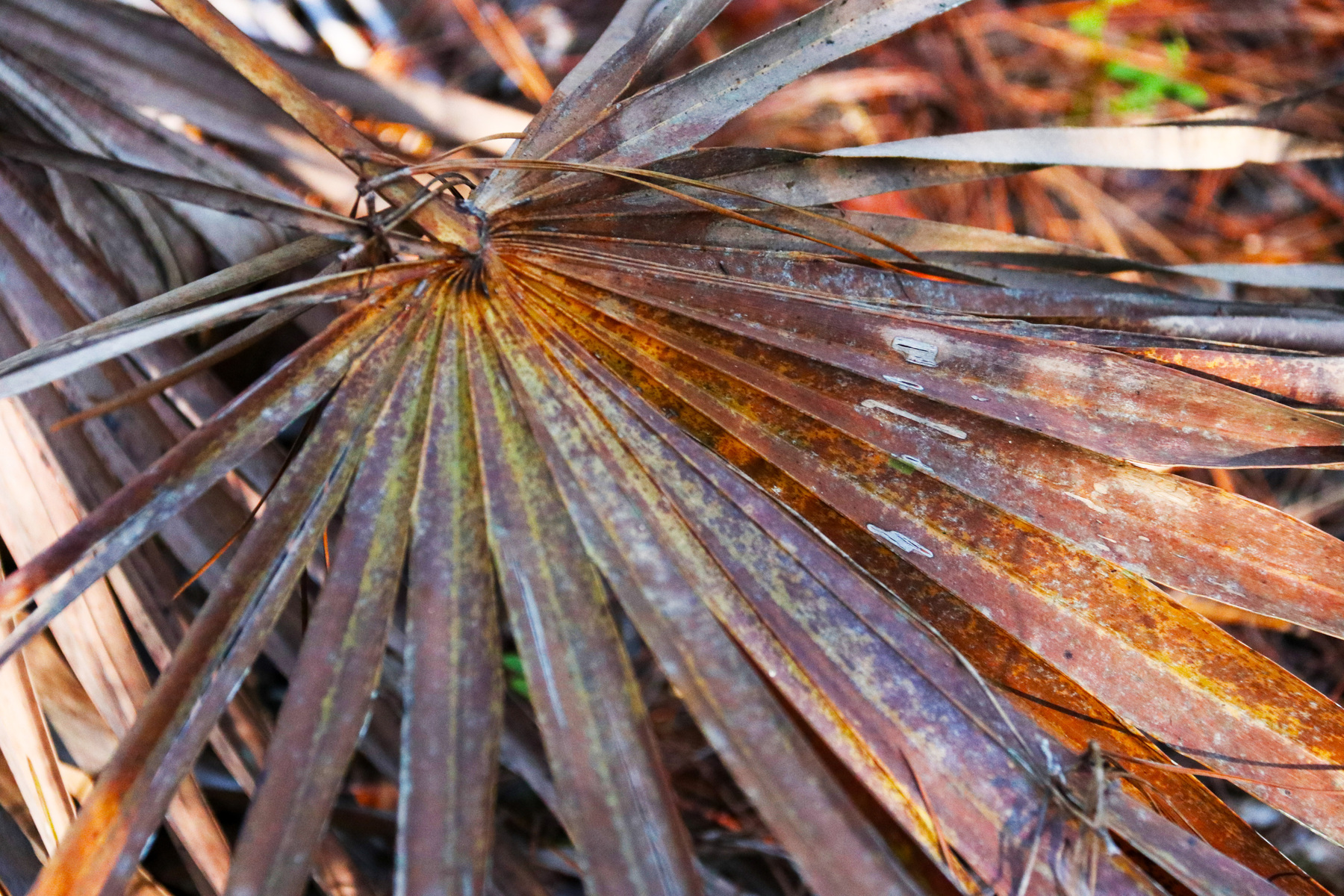 palm frond in fall