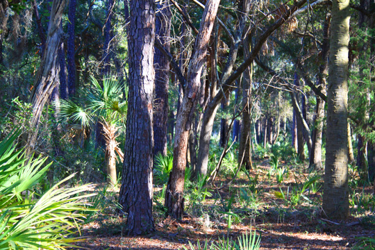 sc_palm and oak woods_100