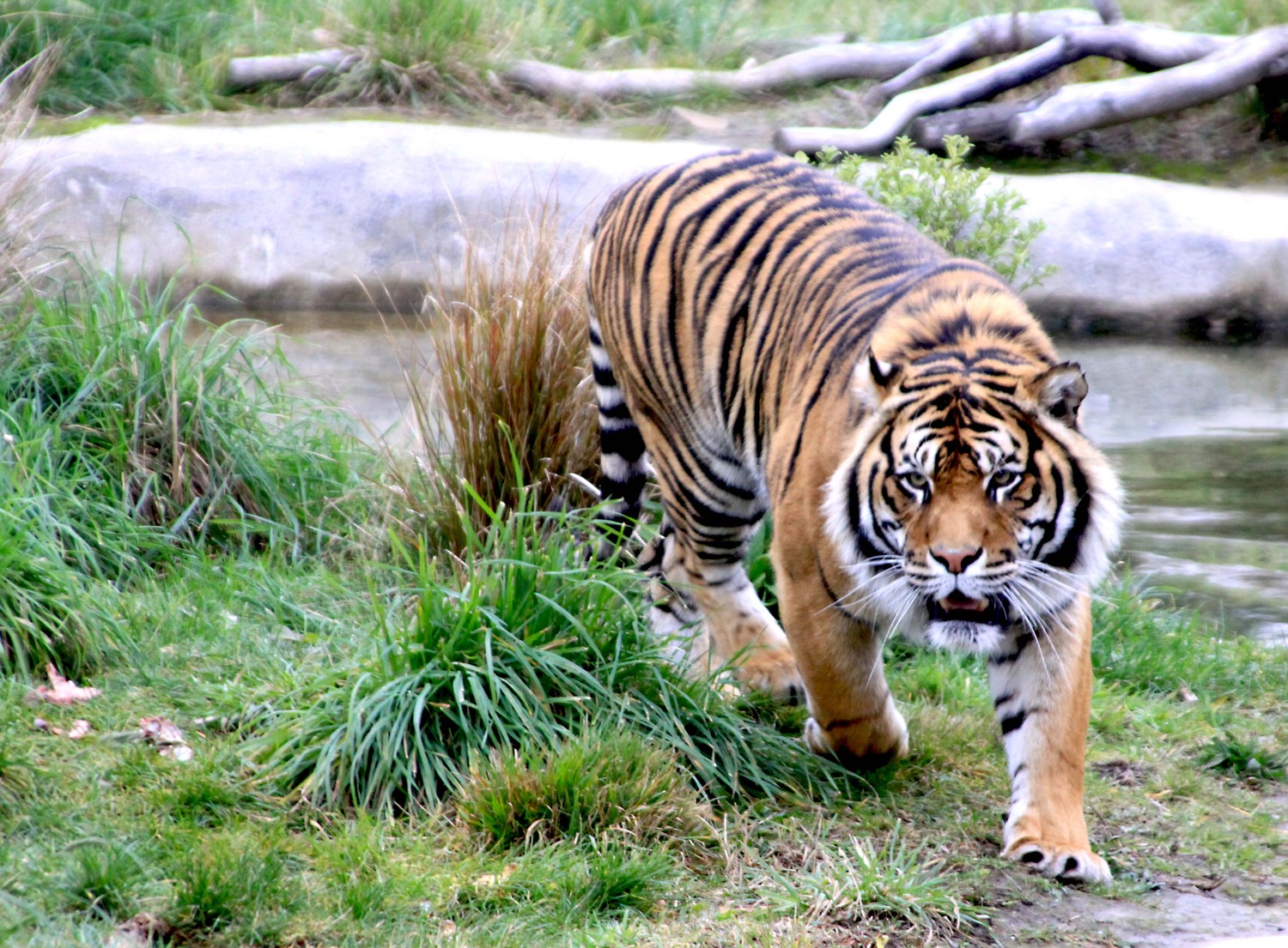 New Zealand tiger on the prowl