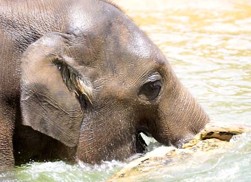 swimming elephant