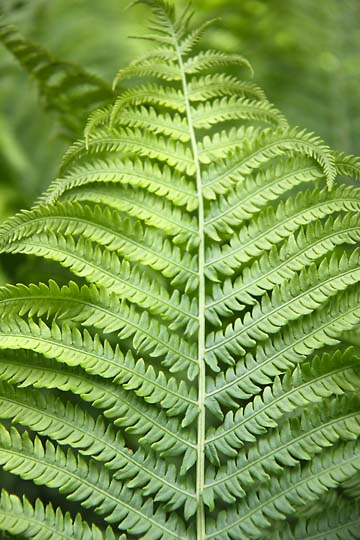 gr_Fern_0030.