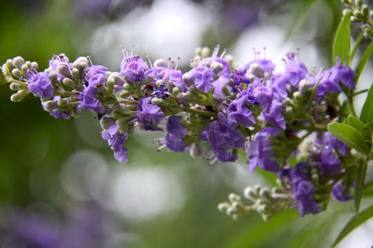 bpu_purple tree up close_ 007