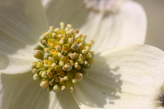 wht_Dogwood_065