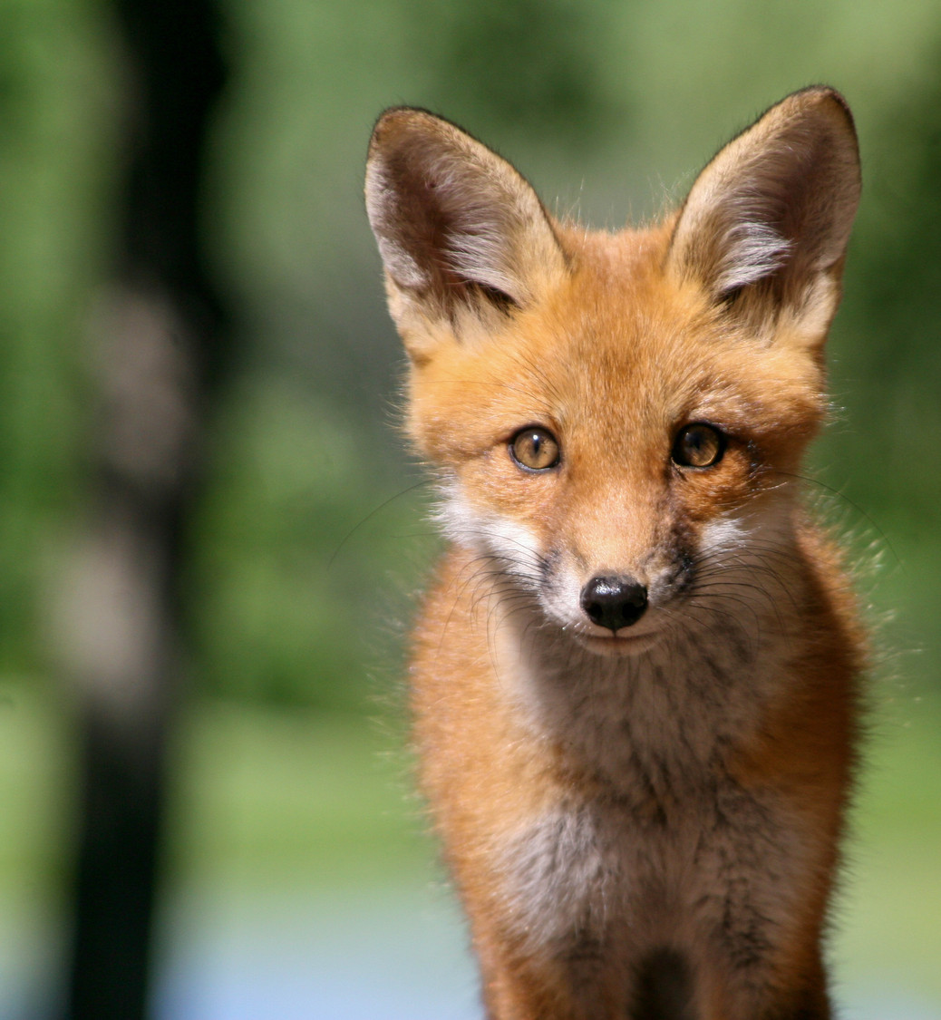 curosity and the fox kit