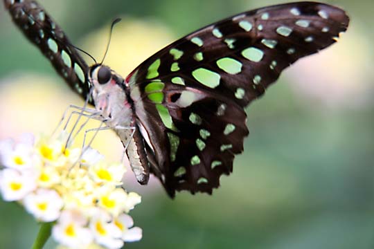 3_in_Green Butterfly_0077