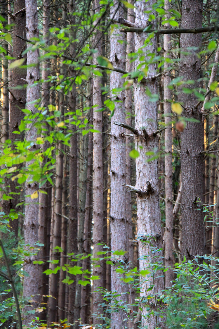 Hell Michigan birch stand