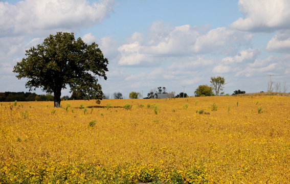 landscape gallery_midwest_michigan