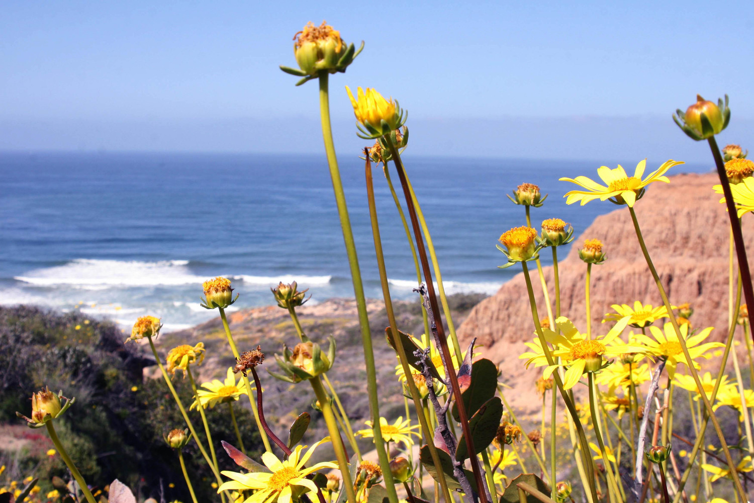 sunflowers along the pacific