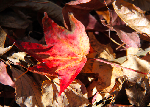 rd_Leaf in leaves_ 032