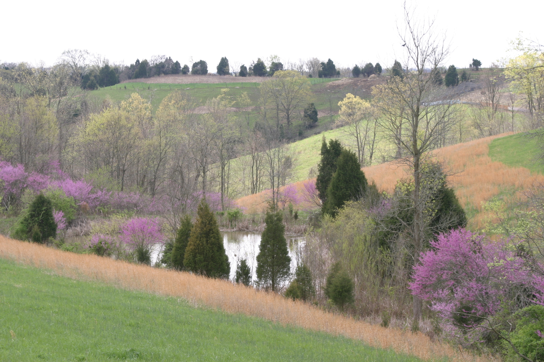 springtime in Tennessee