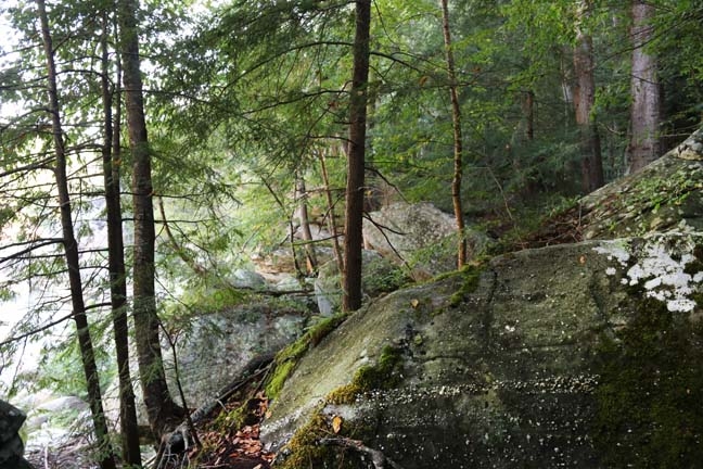 trees and rocks