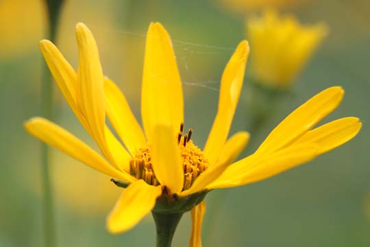 ye_even the flower is caught in the web_ 133